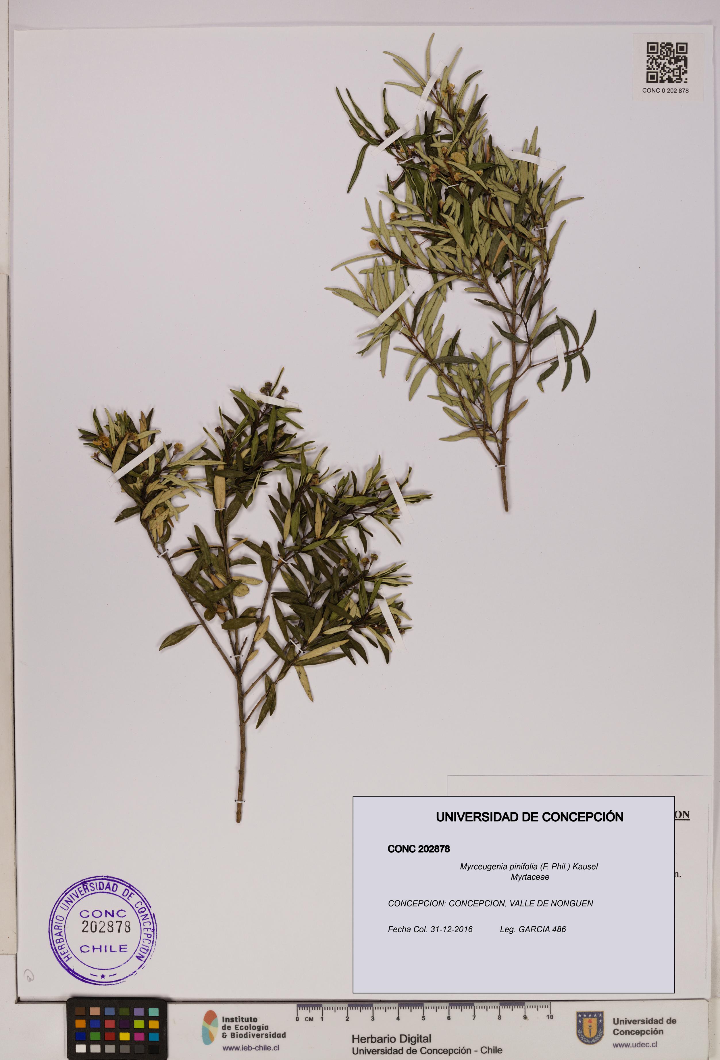 Myrceugenia pinifolia [Espécimen: UDEC:CONC:0202878]