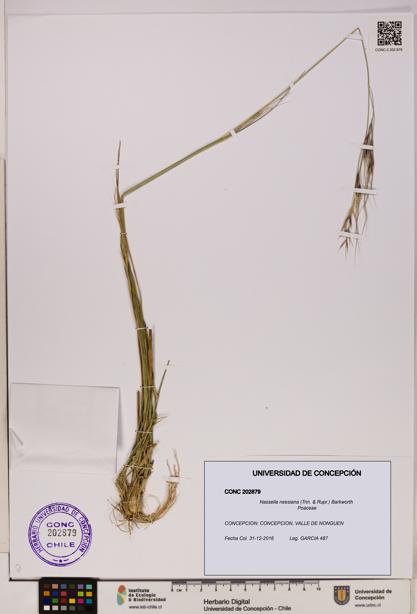 Nassella neesiana [Espécimen: UDEC:CONC:0202879]