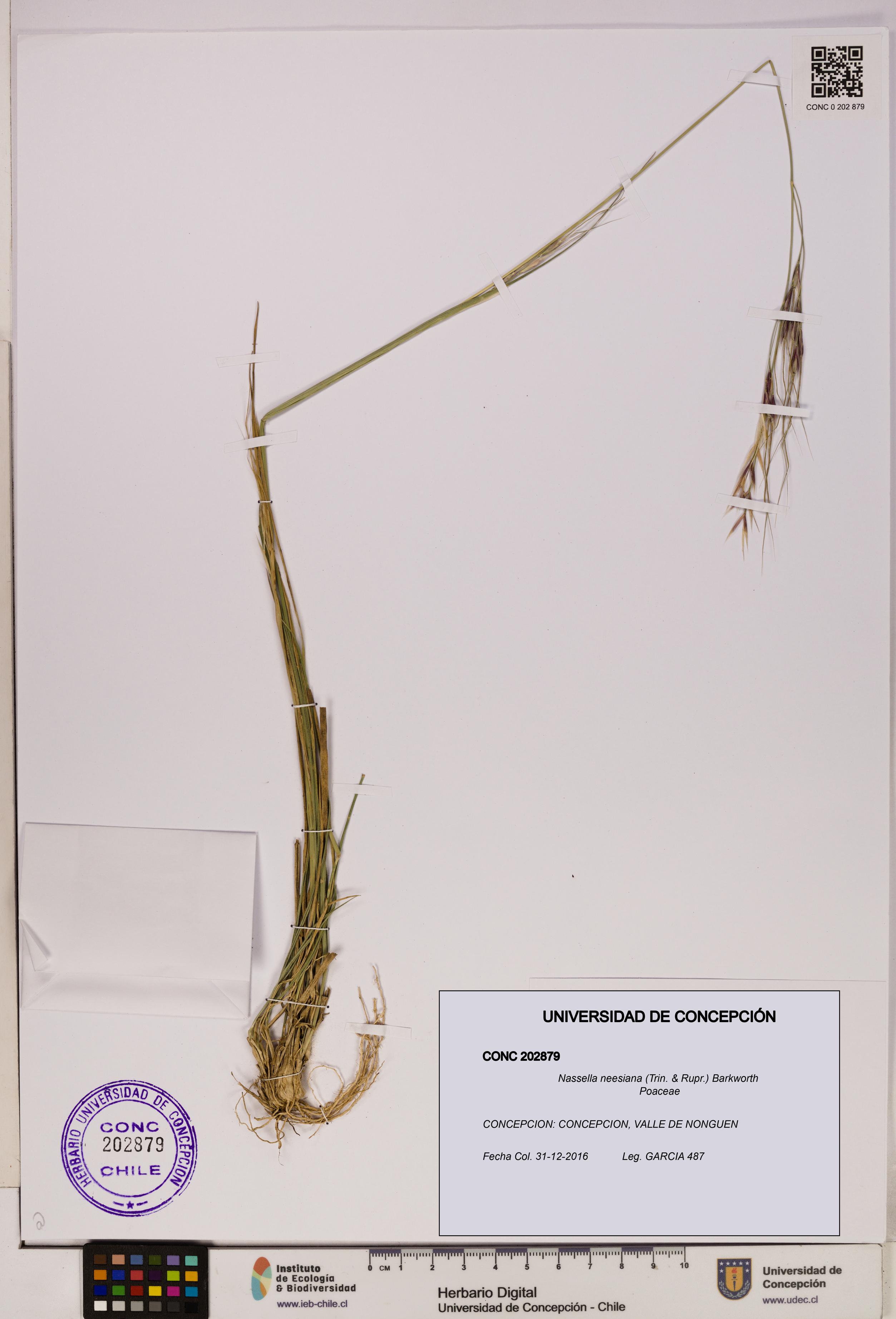 Nassella neesiana [Espécimen: UDEC:CONC:0202879]