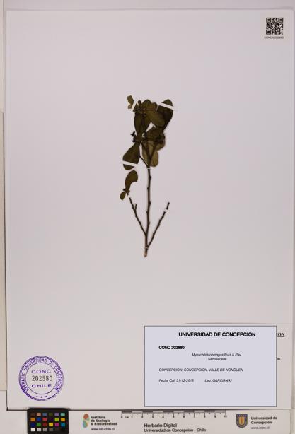 Myoschilos oblongus [Espécimen: UDEC:CONC:0202880]