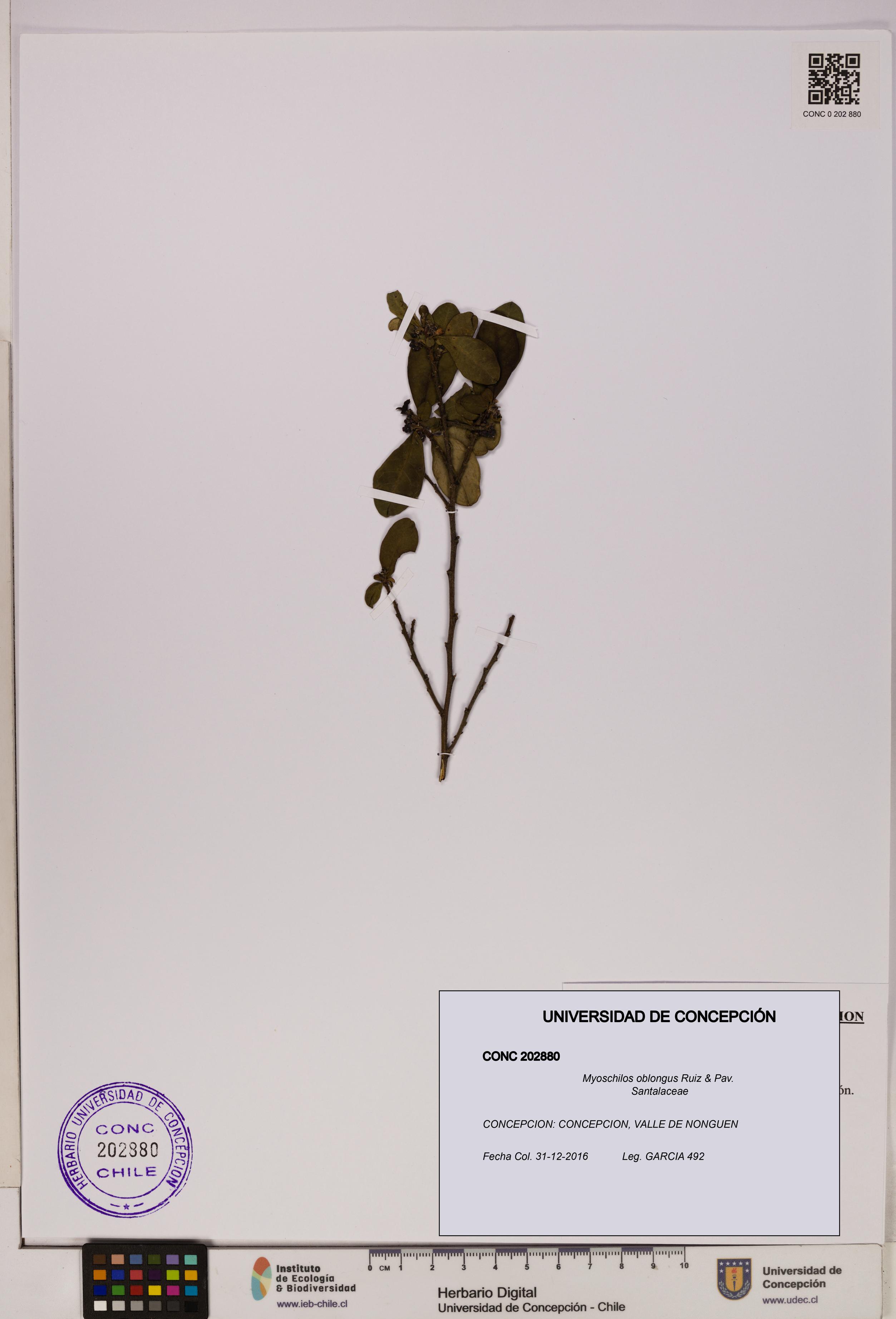 Myoschilos oblongus [Espécimen: UDEC:CONC:0202880]