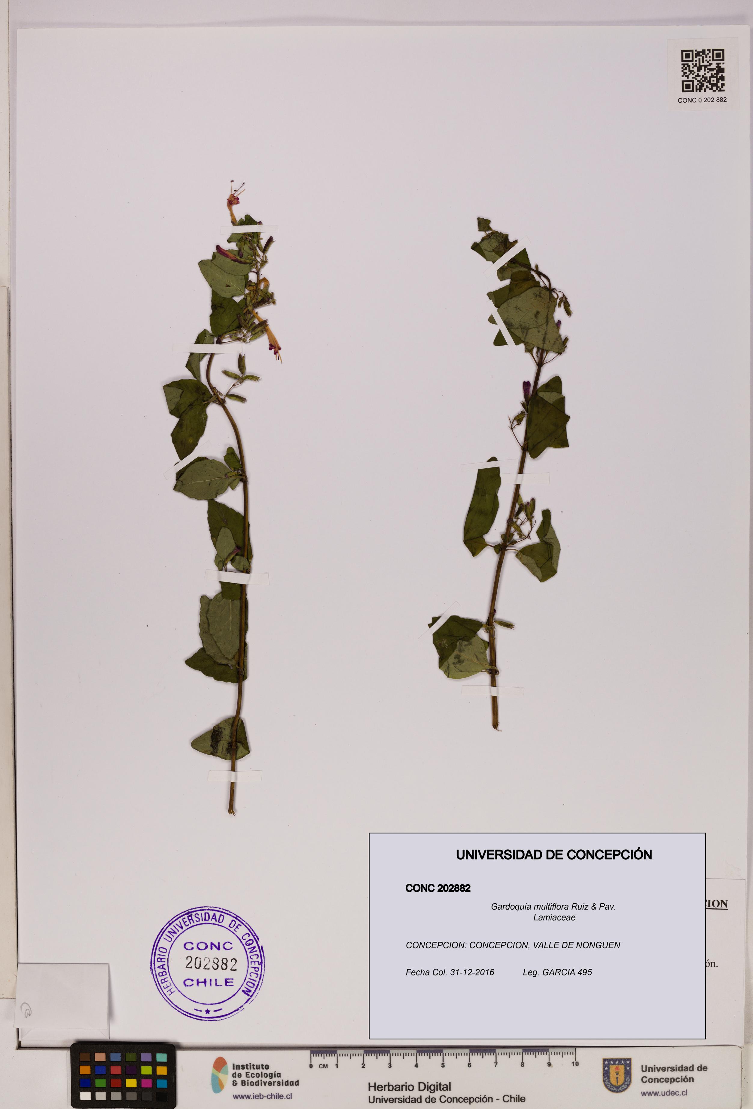 Gardoquia multiflora [Espécimen: UDEC:CONC:0202882]