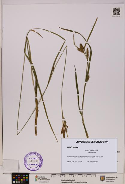 Carex fuscula [Espécimen: UDEC:CONC:0202884]