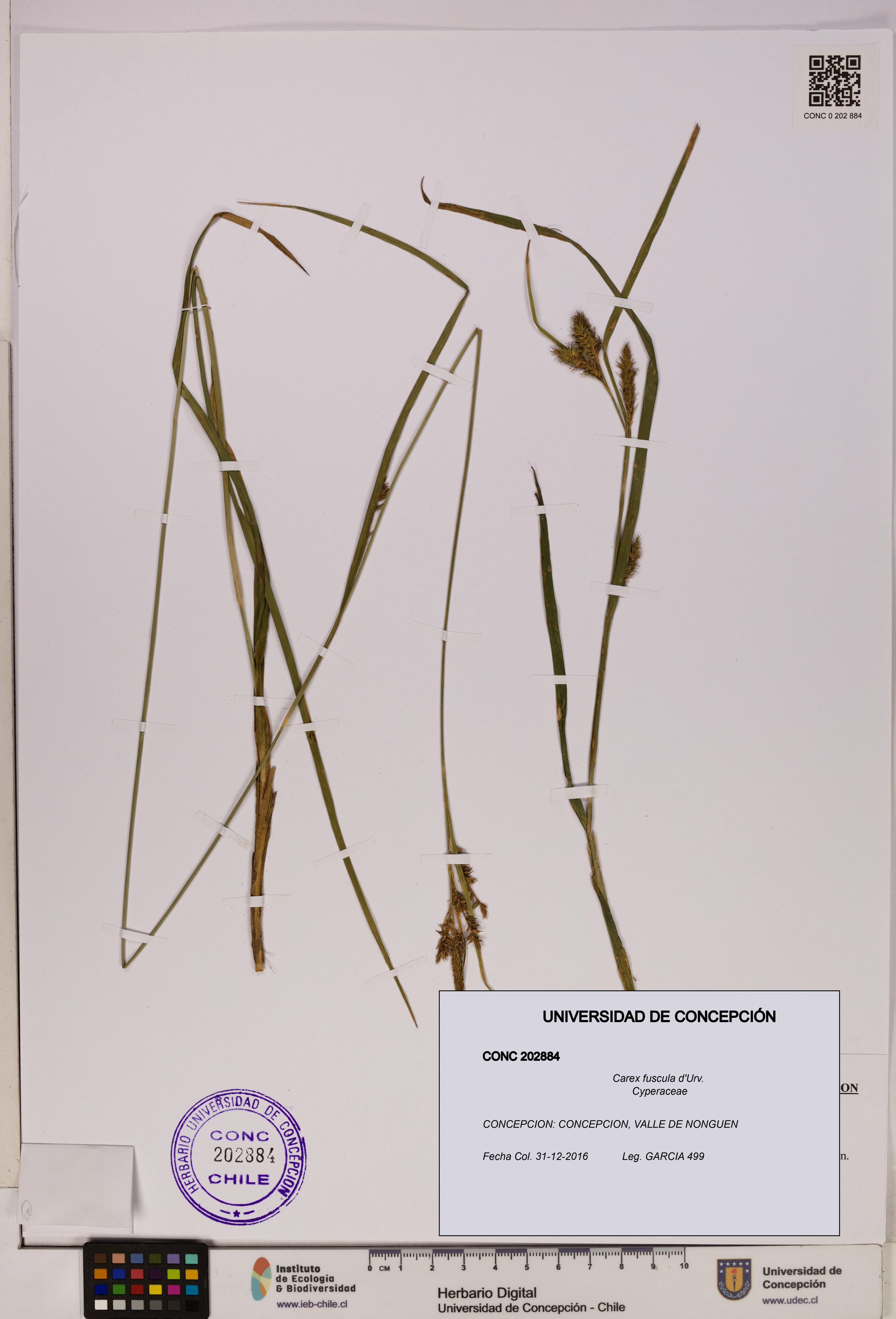 Carex fuscula [Espécimen: UDEC:CONC:0202884]