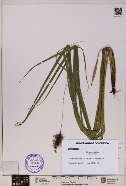 Carex erinacea [Espécimen: UDEC:CONC:0202885]