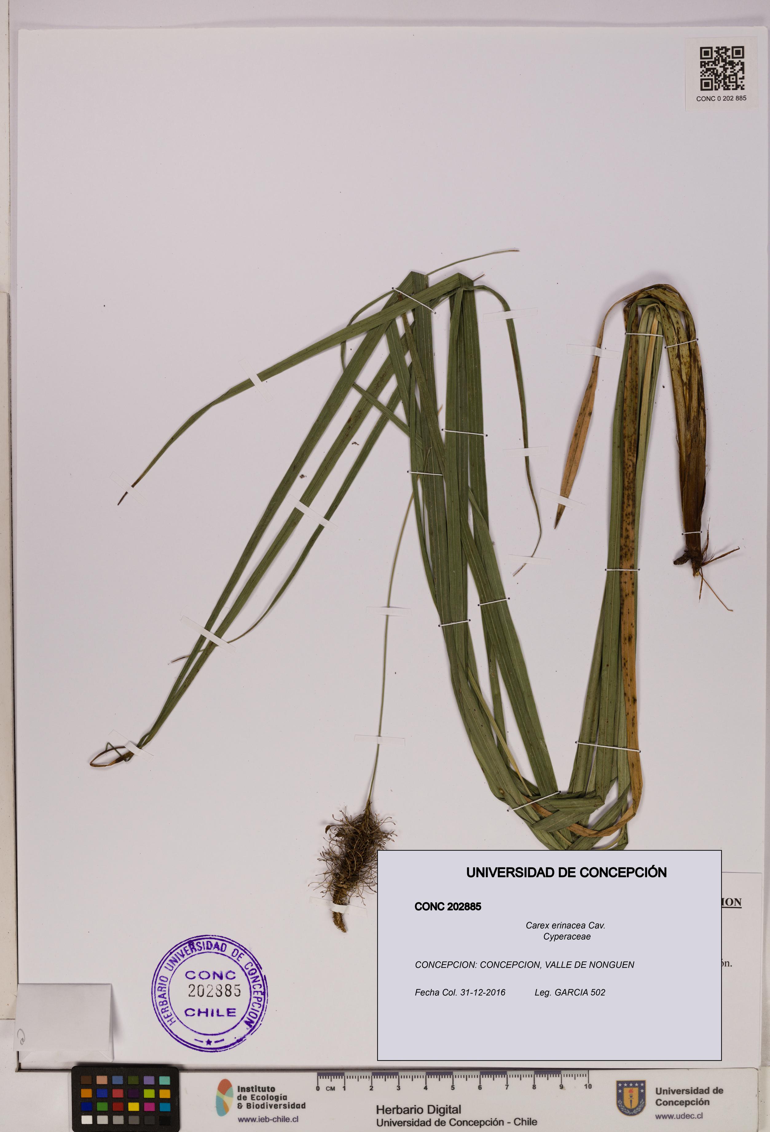 Carex erinacea [Espécimen: UDEC:CONC:0202885]