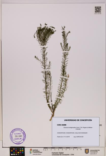 Cliococca selaginoides [Espécimen: UDEC:CONC:0202886]