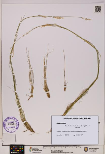 Piptochaetium montevidense [Espécimen: UDEC:CONC:0202888]