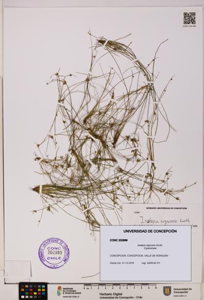 Isolepis nigricans [Espécimen: UDEC:CONC:0202889]