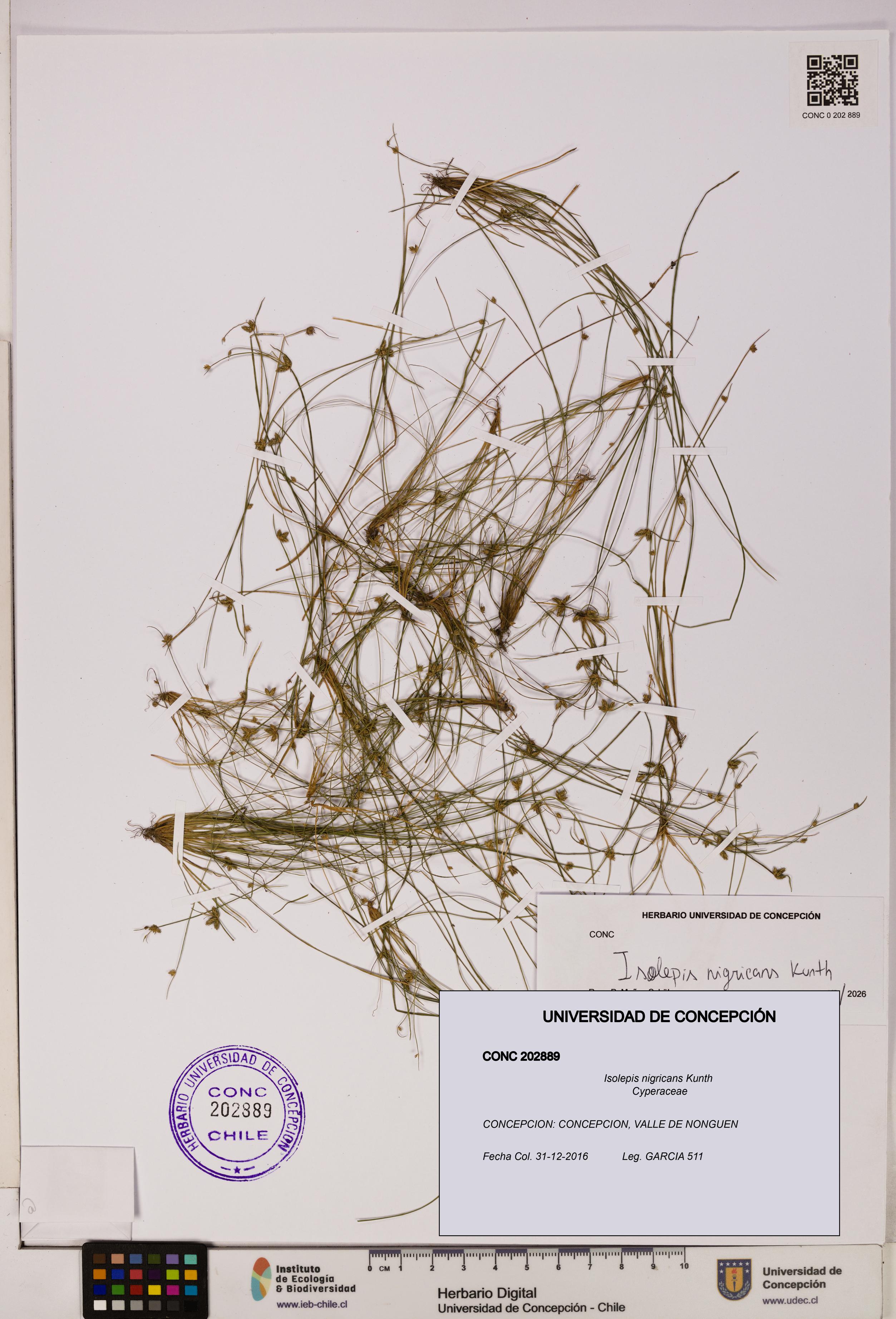Isolepis nigricans [Espécimen: UDEC:CONC:0202889]