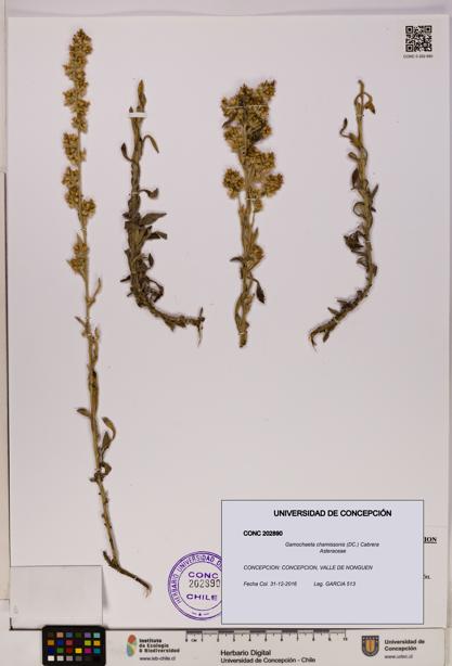 Gamochaeta chamissonis [Espécimen: UDEC:CONC:0202890]