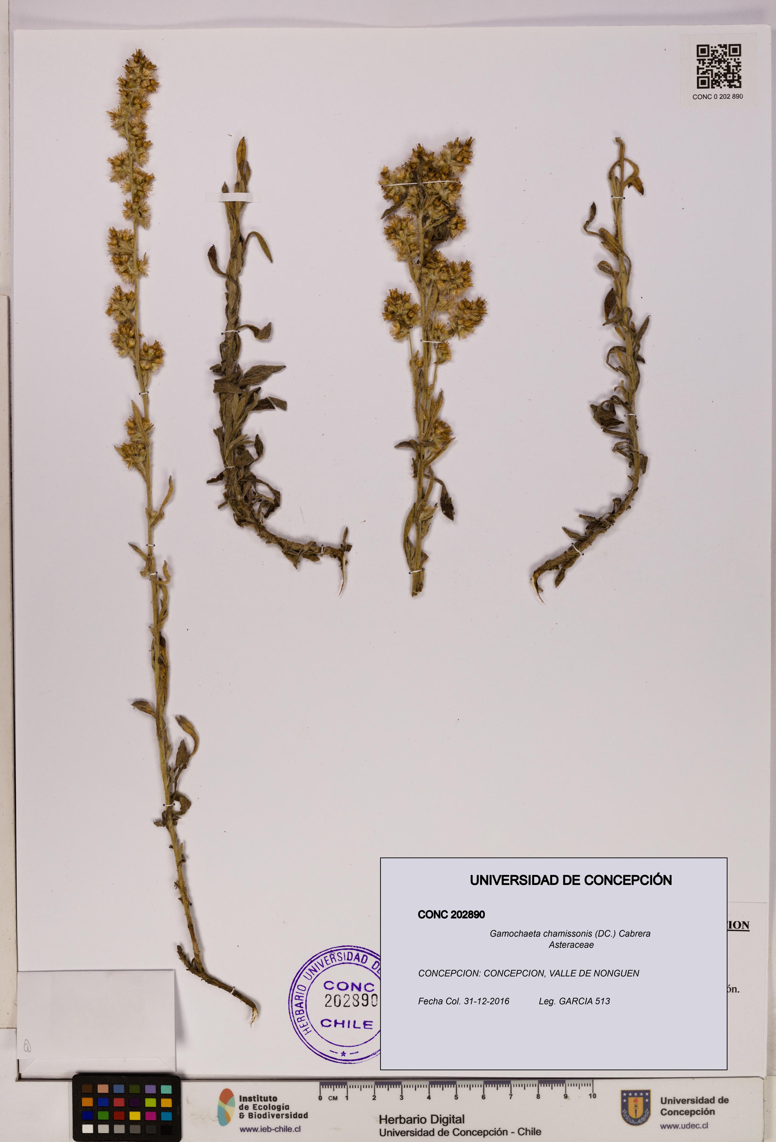 Gamochaeta chamissonis [Espécimen: UDEC:CONC:0202890]