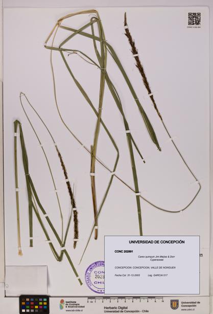 Carex quinquin [Espécimen: UDEC:CONC:0202891]