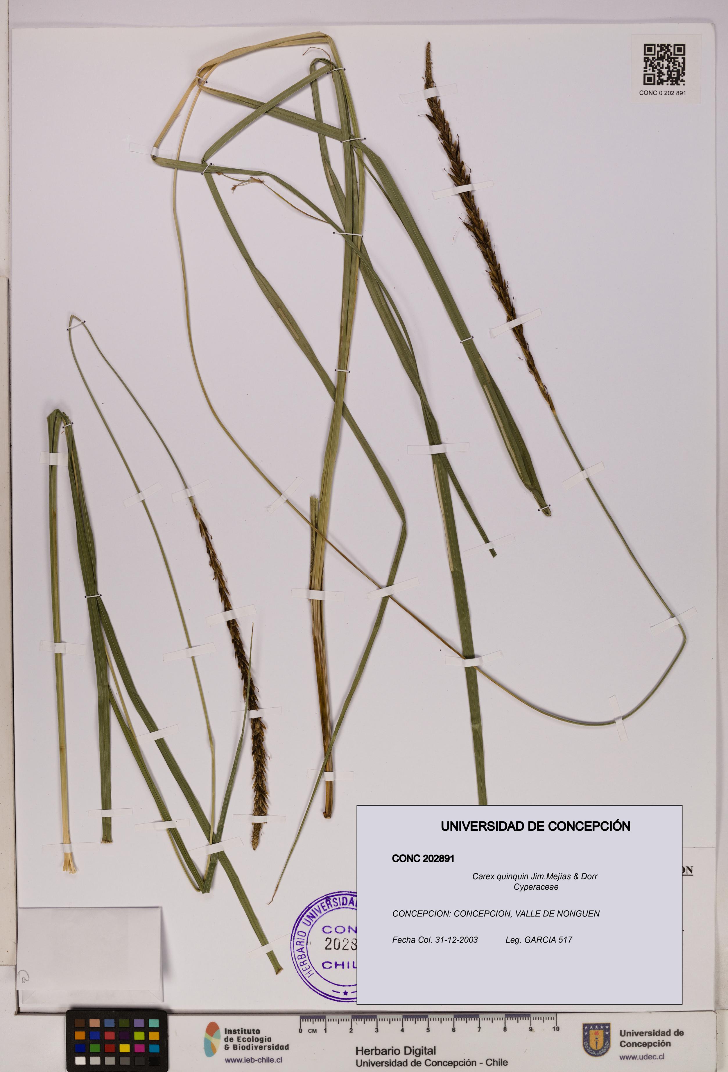 Carex quinquin [Espécimen: UDEC:CONC:0202891]