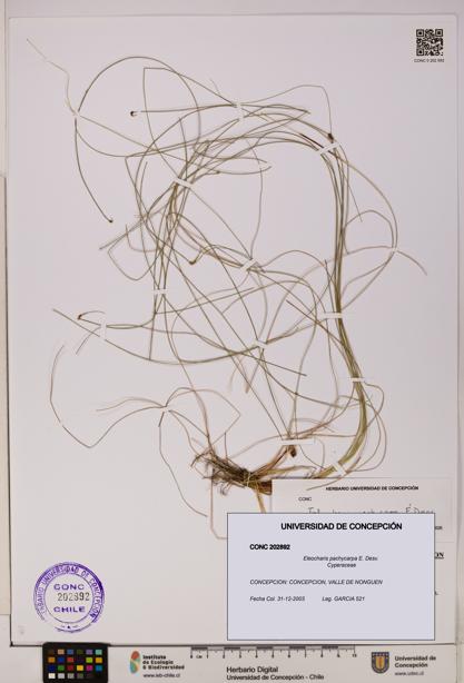Eleocharis pachycarpa [Espécimen: UDEC:CONC:0202892]