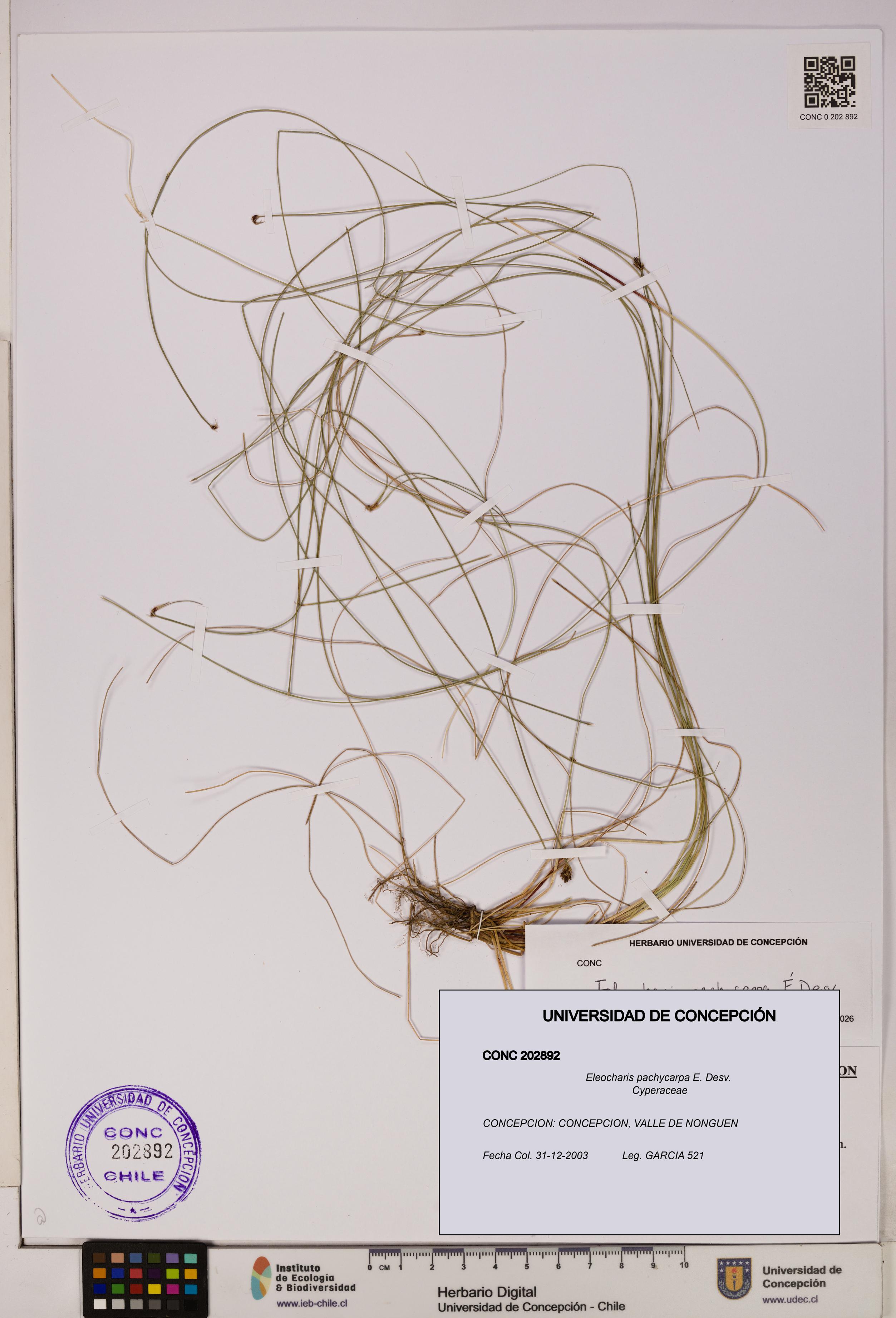 Eleocharis pachycarpa [Espécimen: UDEC:CONC:0202892]