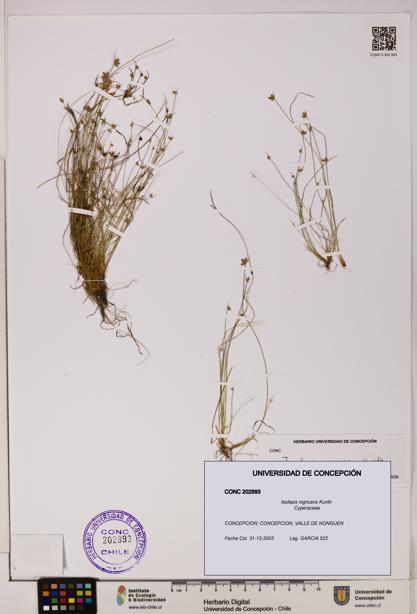 Isolepis nigricans [Espécimen: UDEC:CONC:0202893]