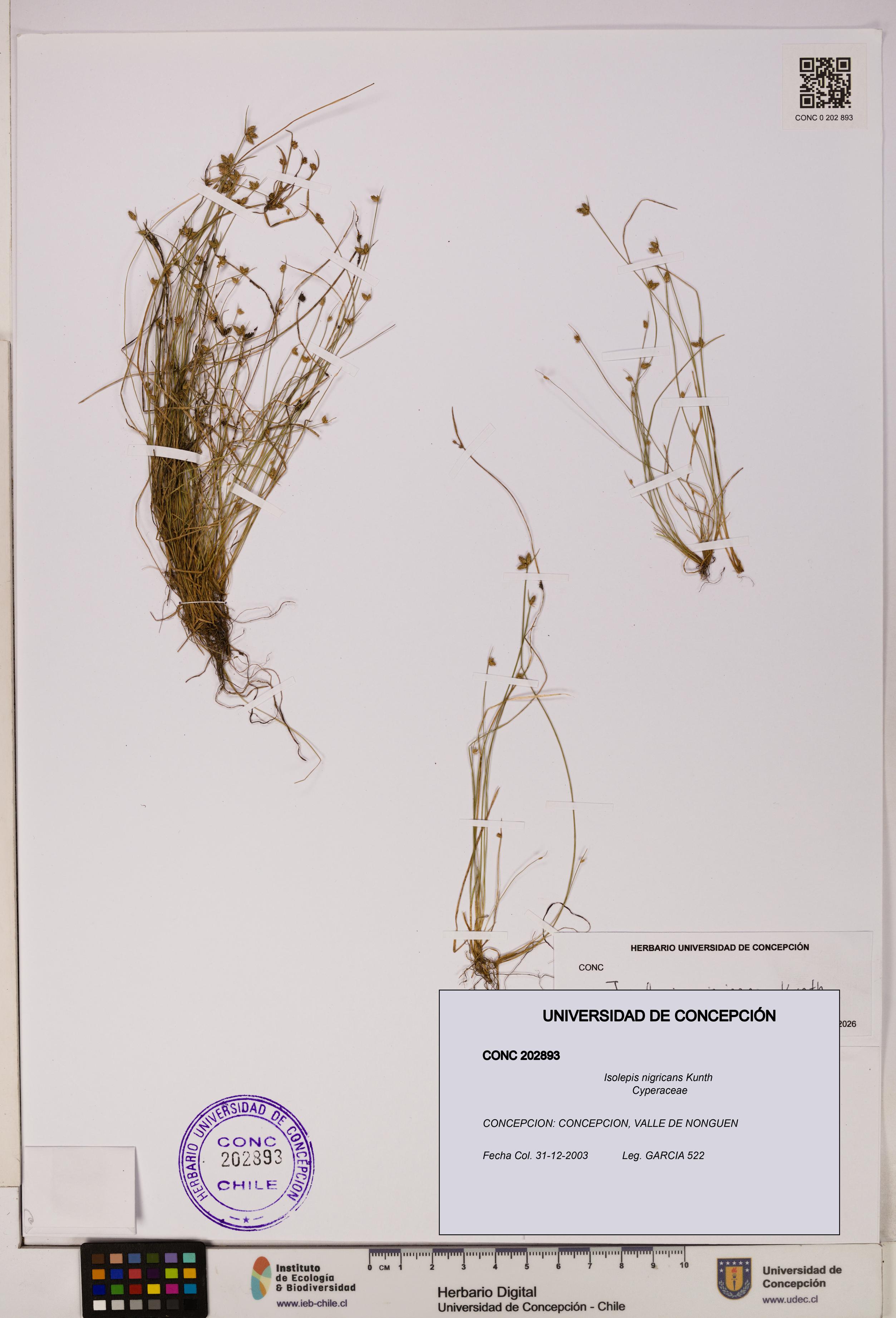 Isolepis nigricans [Espécimen: UDEC:CONC:0202893]