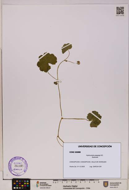 Hydrocotyle poeppigii [Espécimen: UDEC:CONC:0202895]