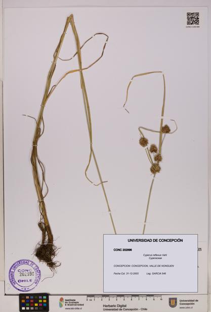 Cyperus reflexus [Espécimen: UDEC:CONC:0202896]