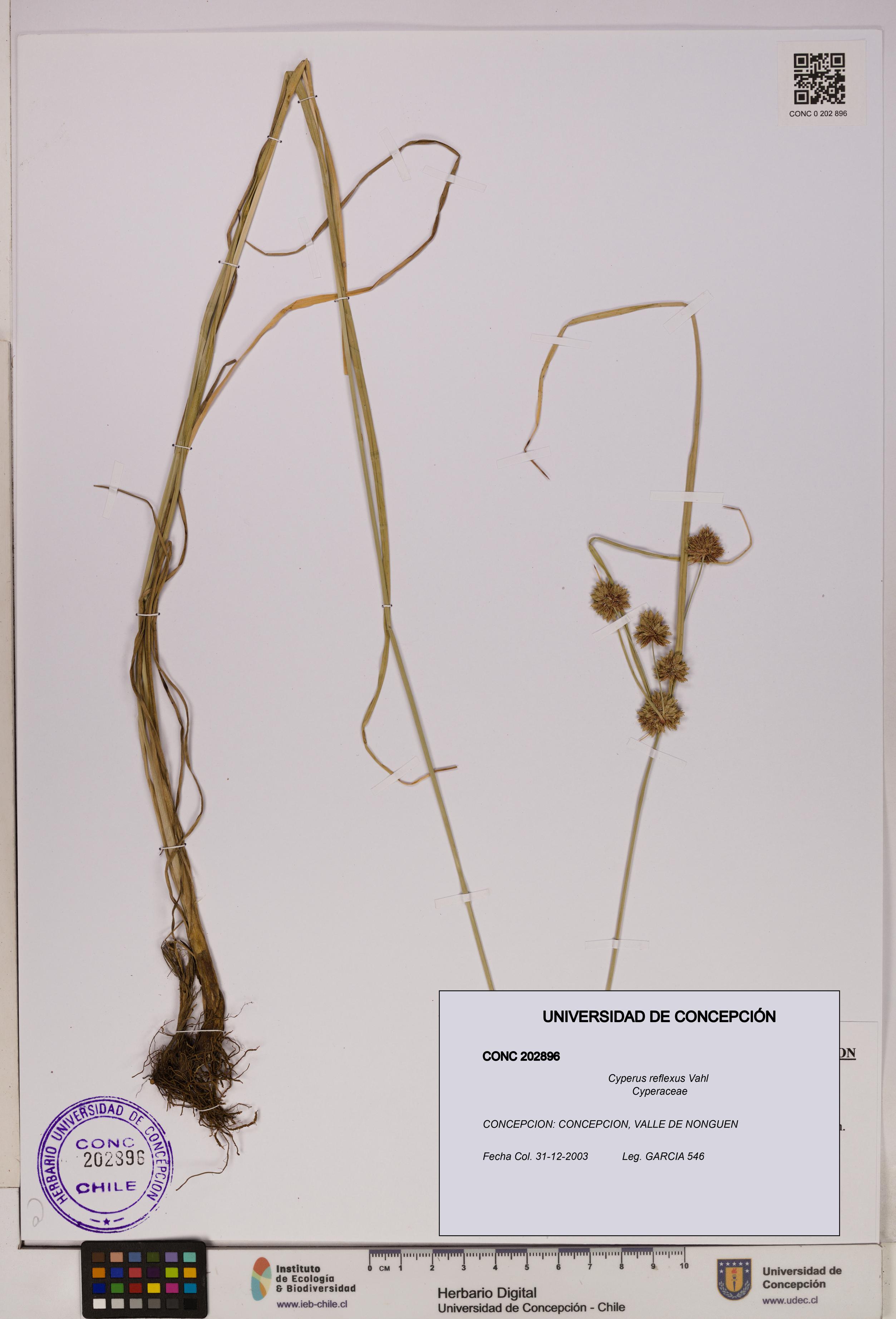 Cyperus reflexus [Espécimen: UDEC:CONC:0202896]