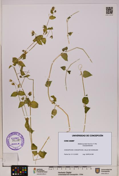 Stellaria arvalis [Espécimen: UDEC:CONC:0202897]