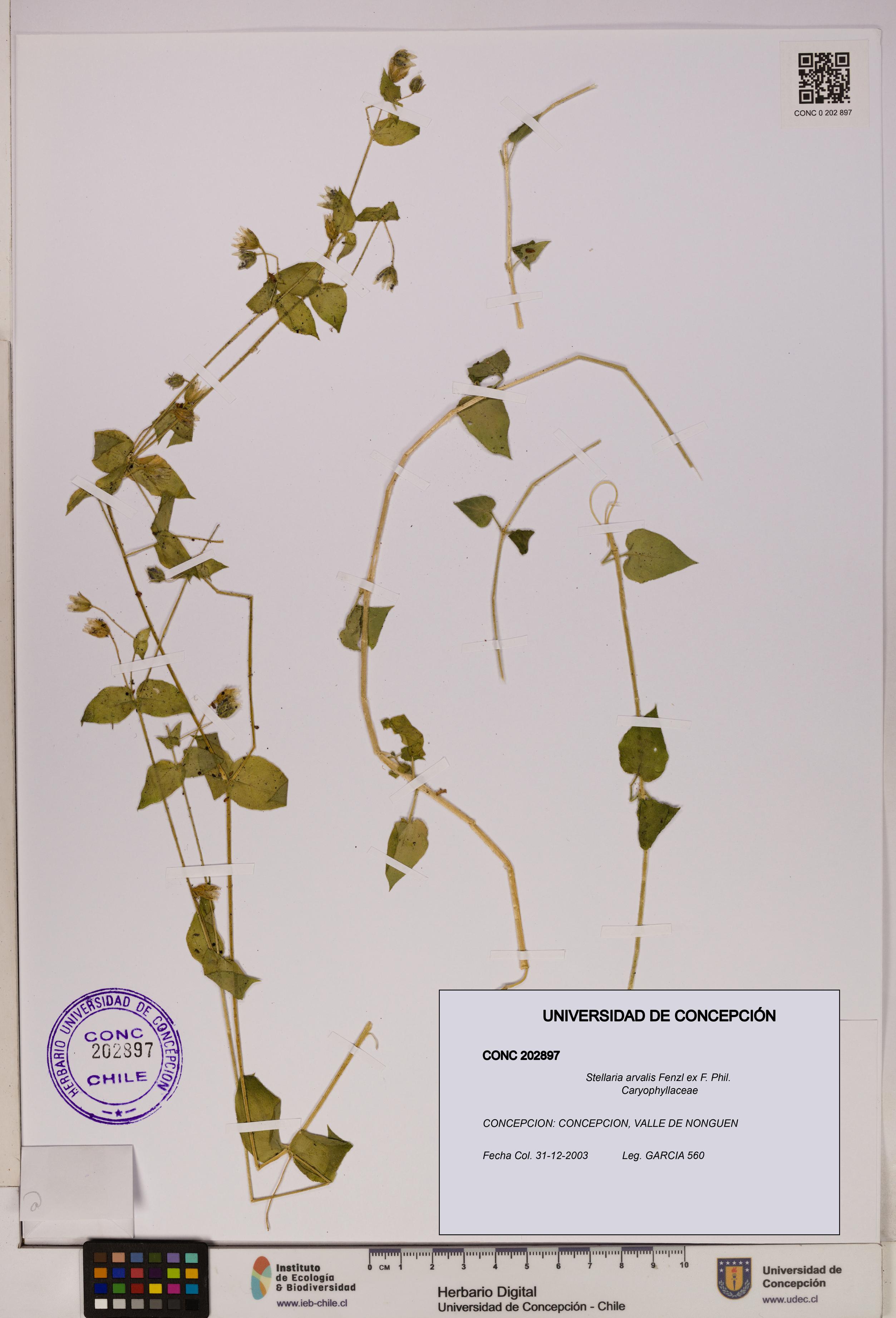Stellaria arvalis [Espécimen: UDEC:CONC:0202897]