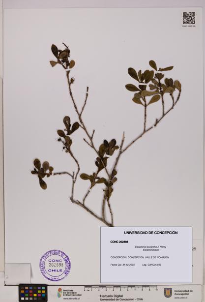 Escallonia leucantha [Espécimen: UDEC:CONC:0202898]