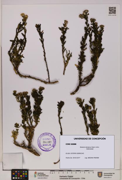 Senecio donianus [Espécimen: UDEC:CONC:0202899]