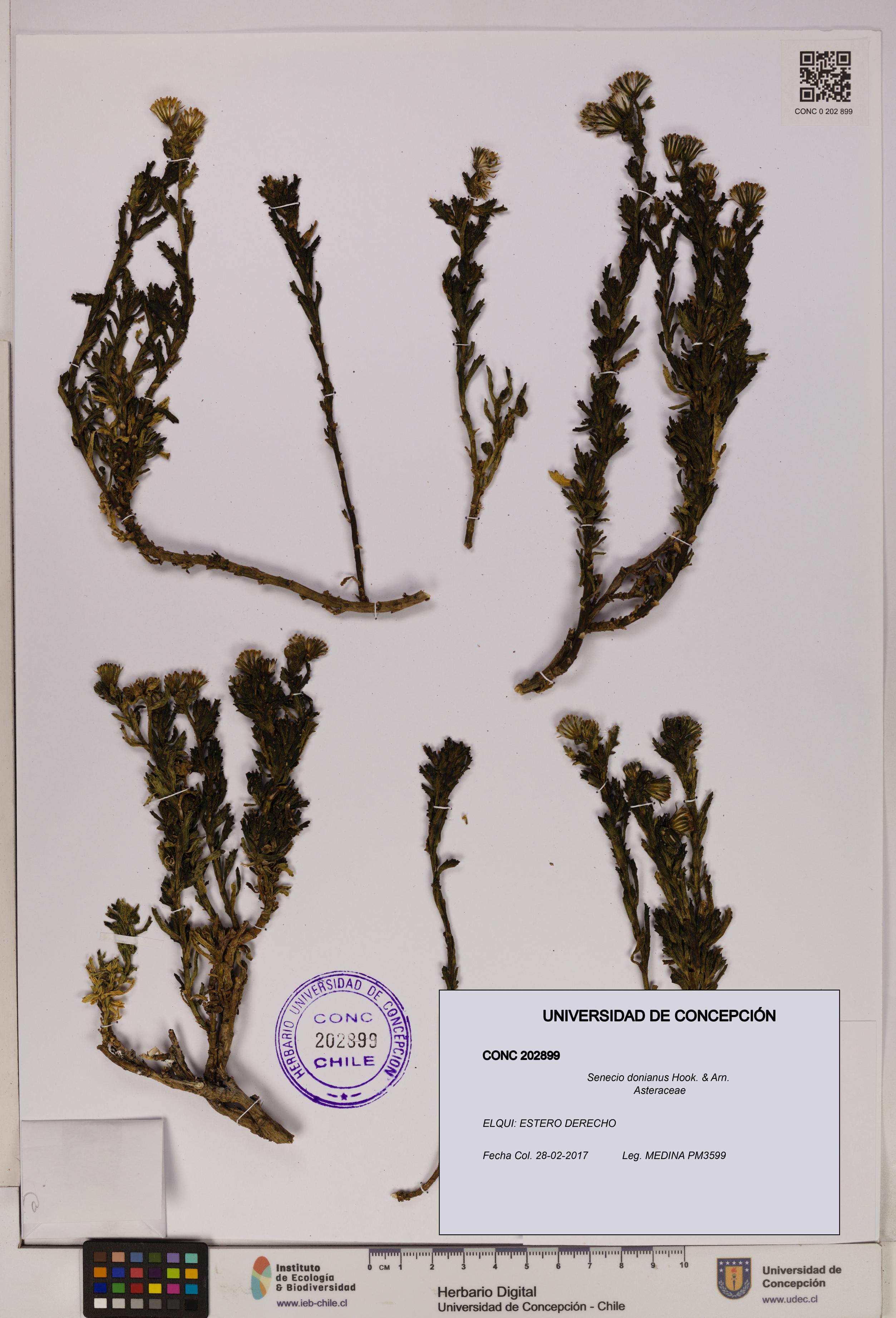 Senecio donianus [Espécimen: UDEC:CONC:0202899]