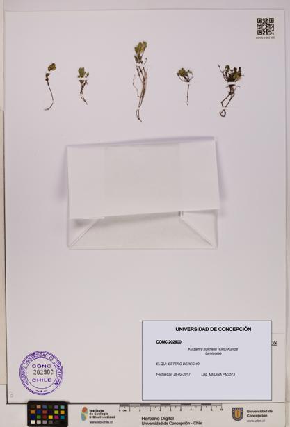 Kurzamra pulchella [Espécimen: UDEC:CONC:0202900]