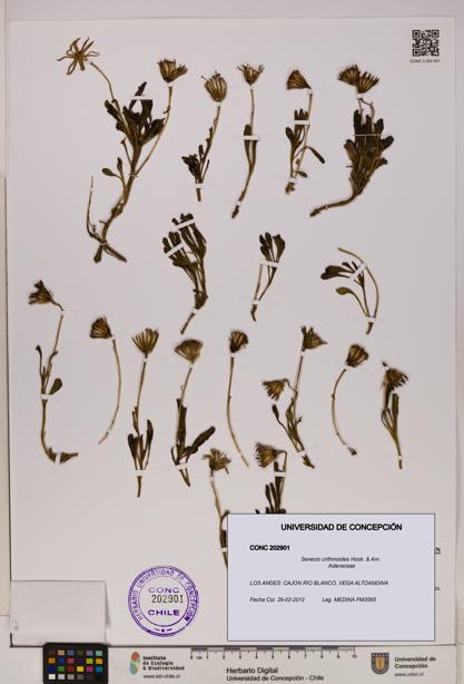 Senecio crithmoides [Espécimen: UDEC:CONC:0202901]