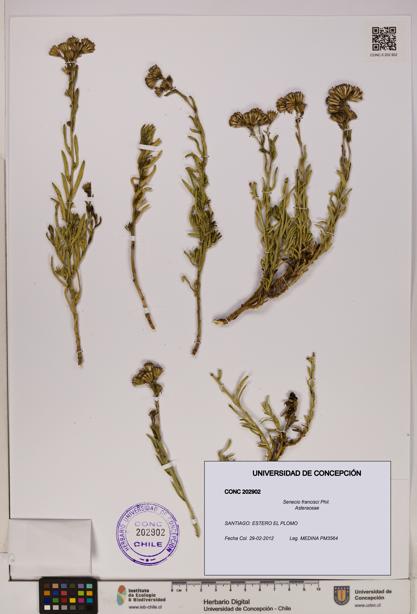 Senecio francisci [Espécimen: UDEC:CONC:0202902]