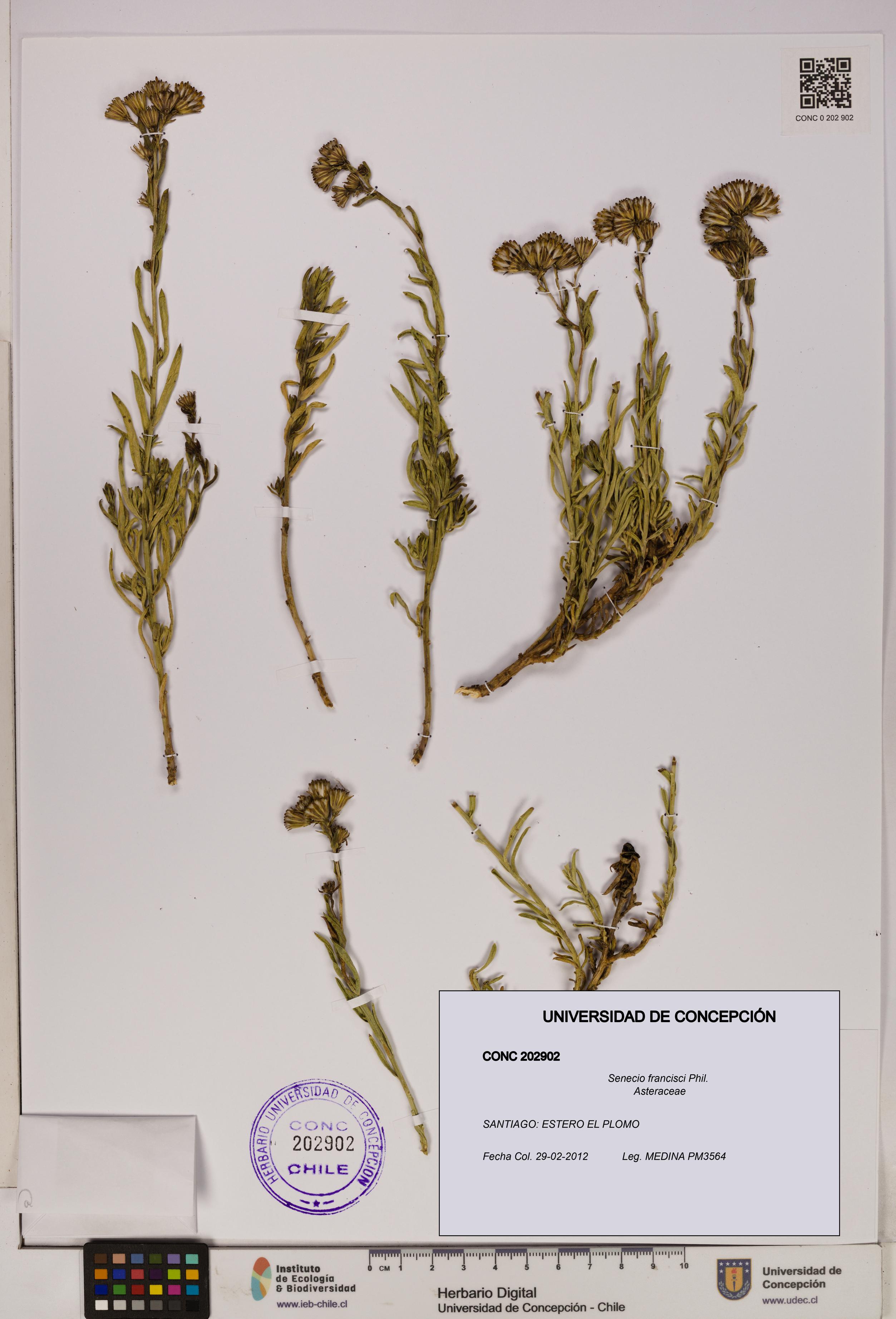 Senecio francisci [Espécimen: UDEC:CONC:0202902]