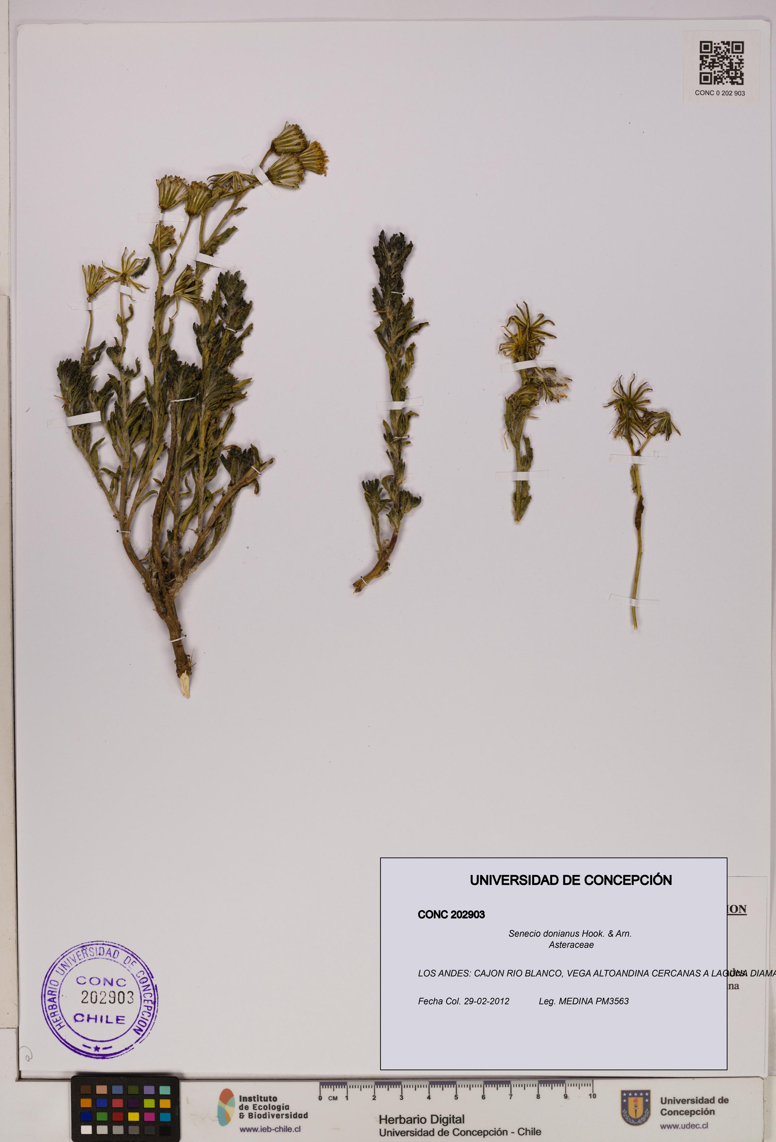 Senecio donianus [Espécimen: UDEC:CONC:0202903]
