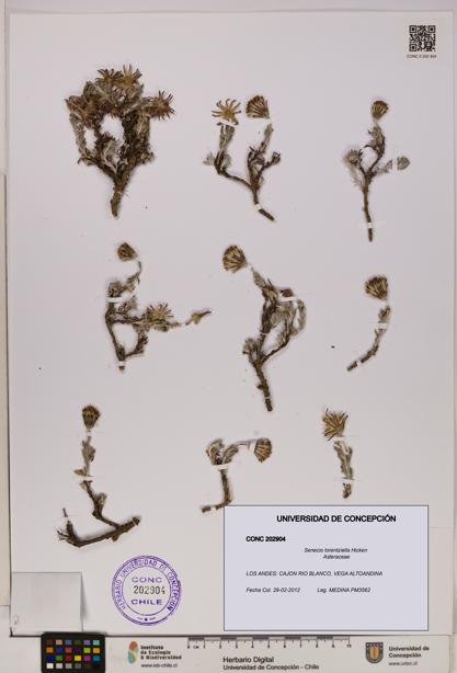 Senecio lorentziella [Espécimen: UDEC:CONC:0202904]