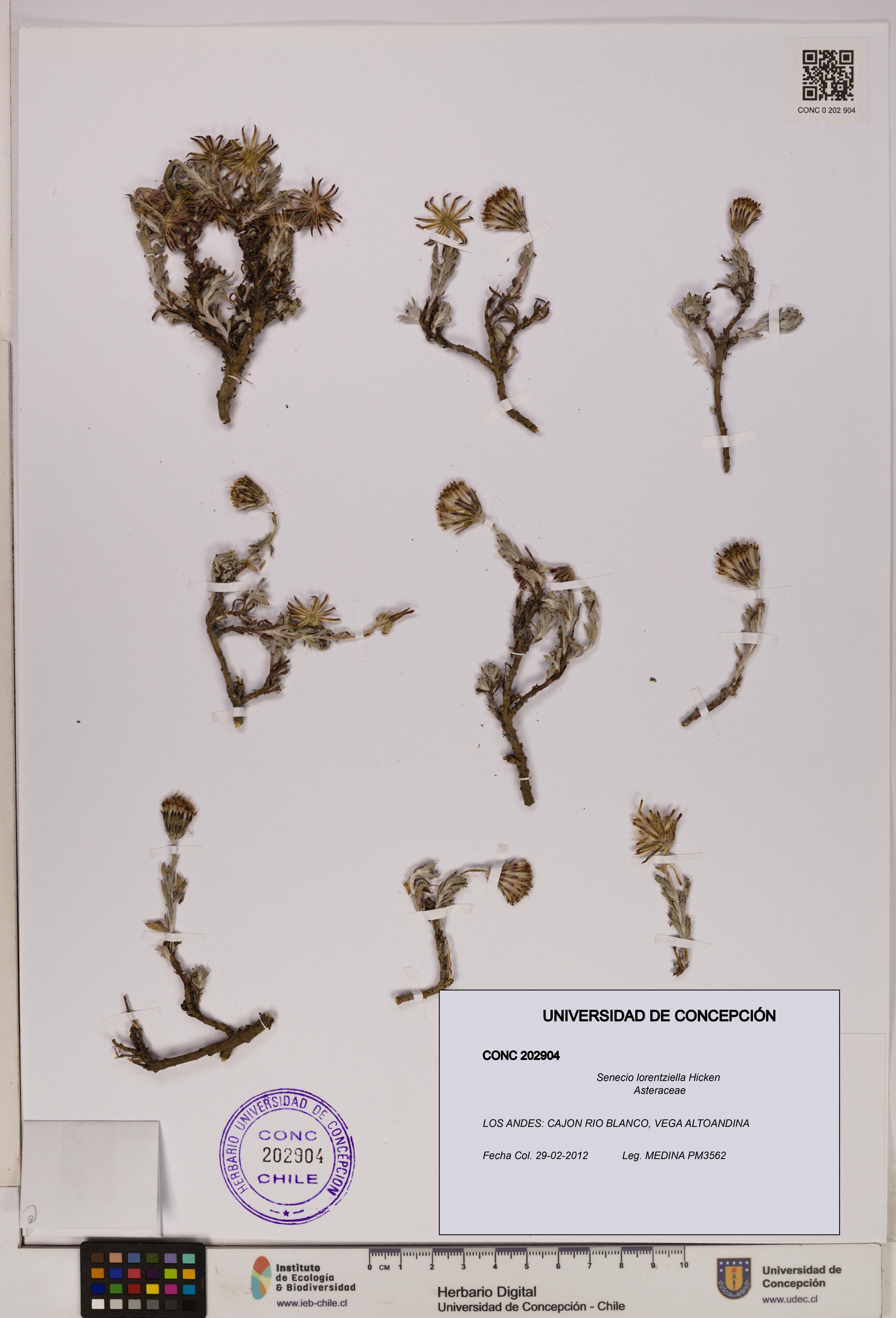 Senecio lorentziella [Espécimen: UDEC:CONC:0202904]