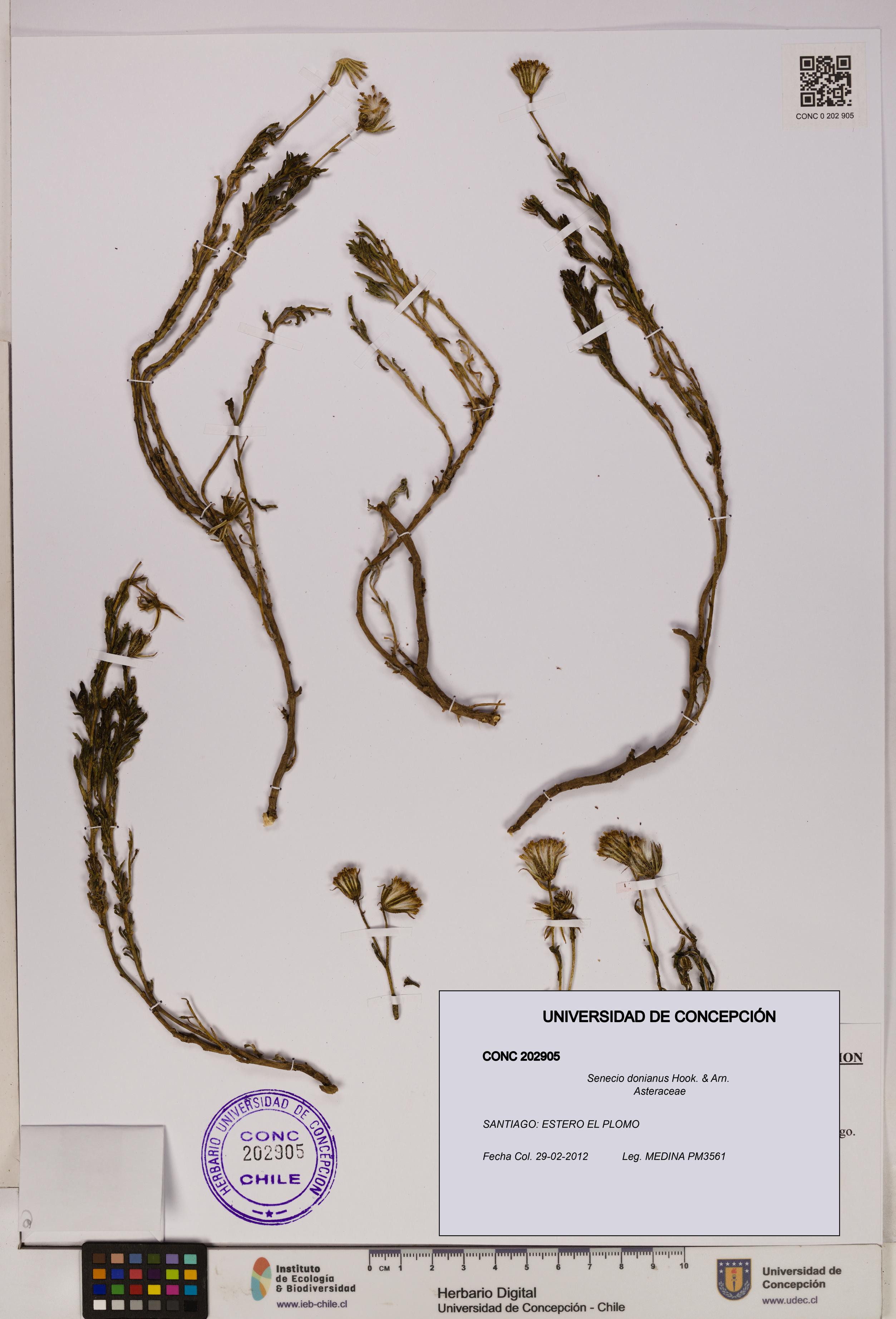 Senecio donianus [Espécimen: UDEC:CONC:0202905]
