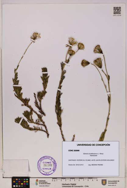 Senecio bustillosianus [Espécimen: UDEC:CONC:0202906]
