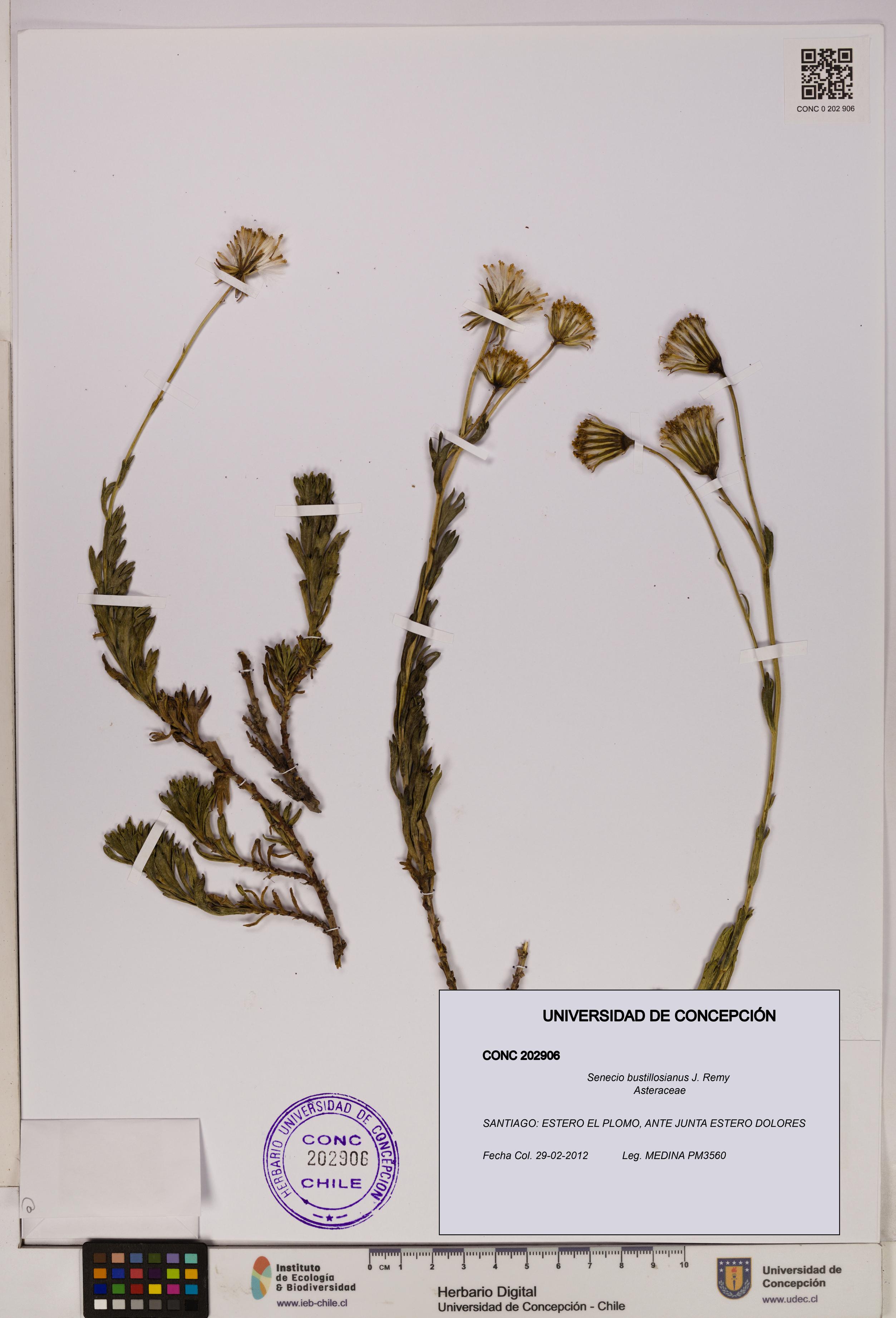 Senecio bustillosianus [Espécimen: UDEC:CONC:0202906]