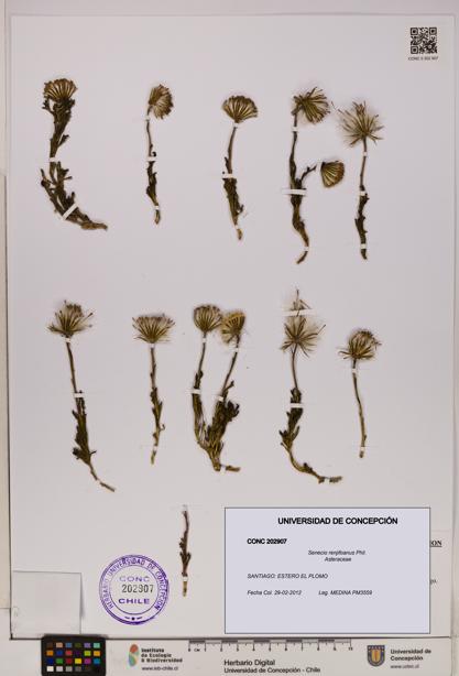Senecio renjifoanus [Espécimen: UDEC:CONC:0202907]