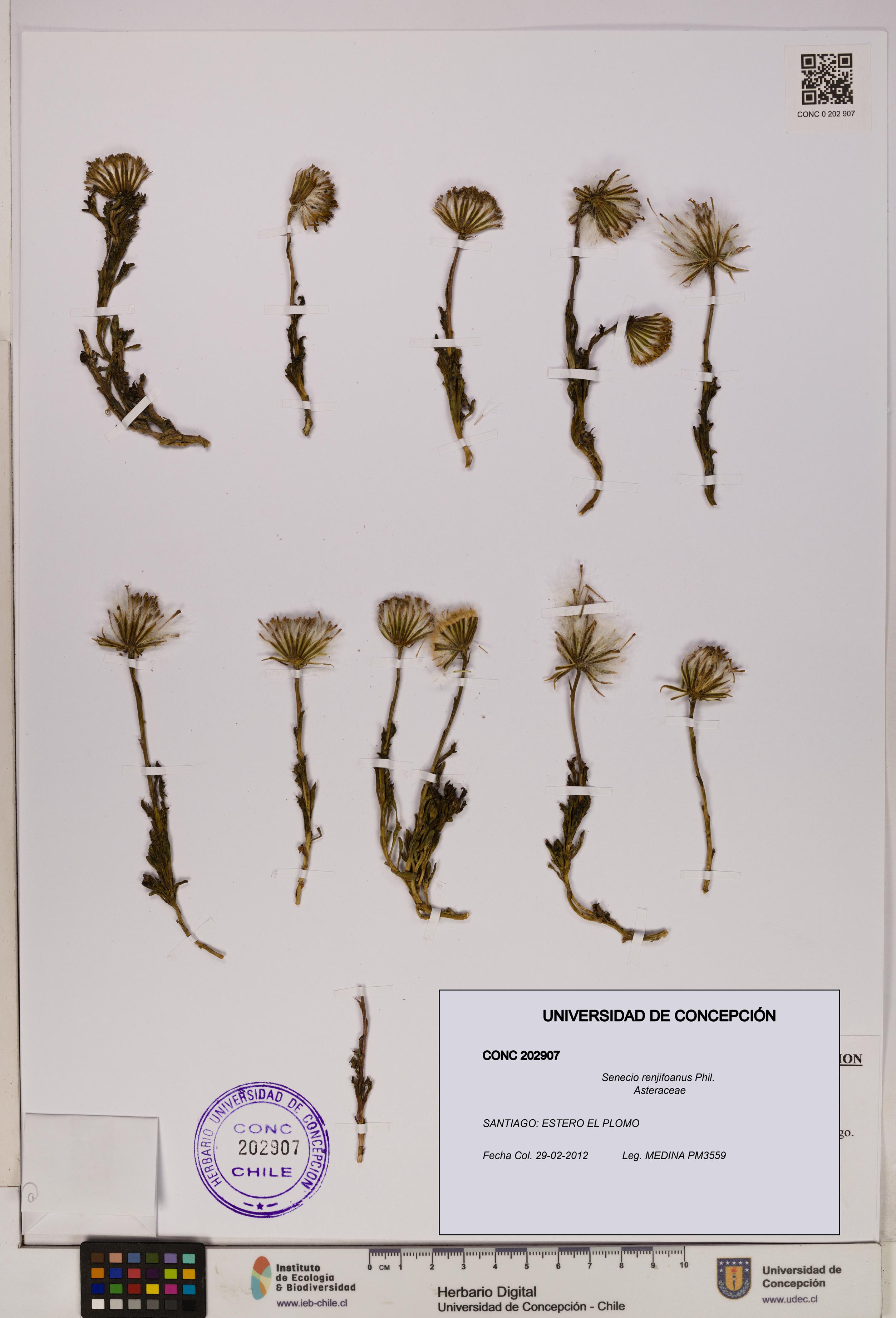 Senecio renjifoanus [Espécimen: UDEC:CONC:0202907]