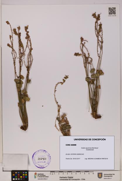 Oxalis squarrosa [Espécimen: UDEC:CONC:0202908]