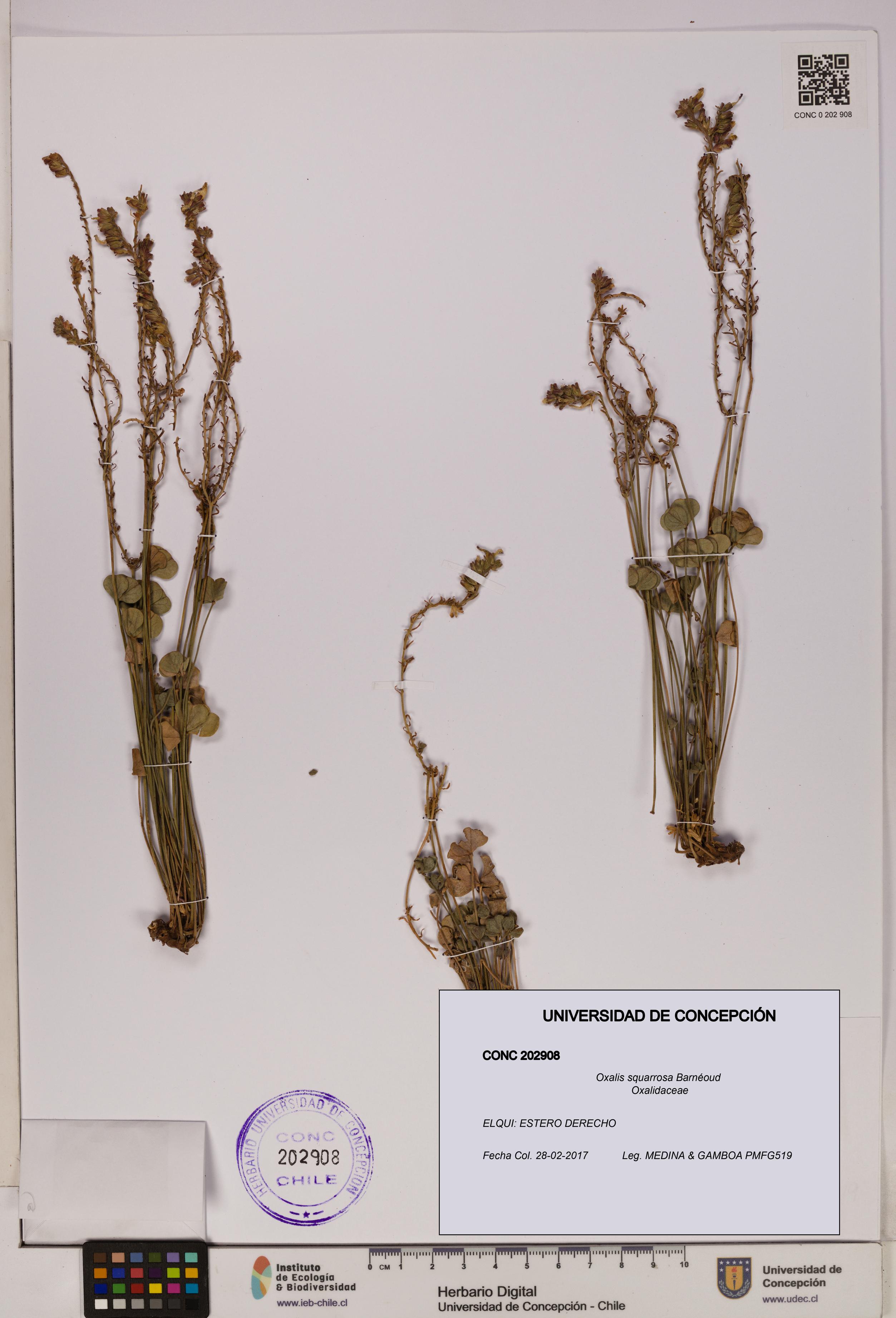 Oxalis squarrosa [Espécimen: UDEC:CONC:0202908]