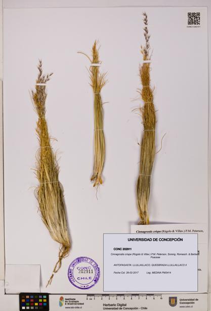 Cinnagrostis crispa [Espécimen: UDEC:CONC:0202911]
