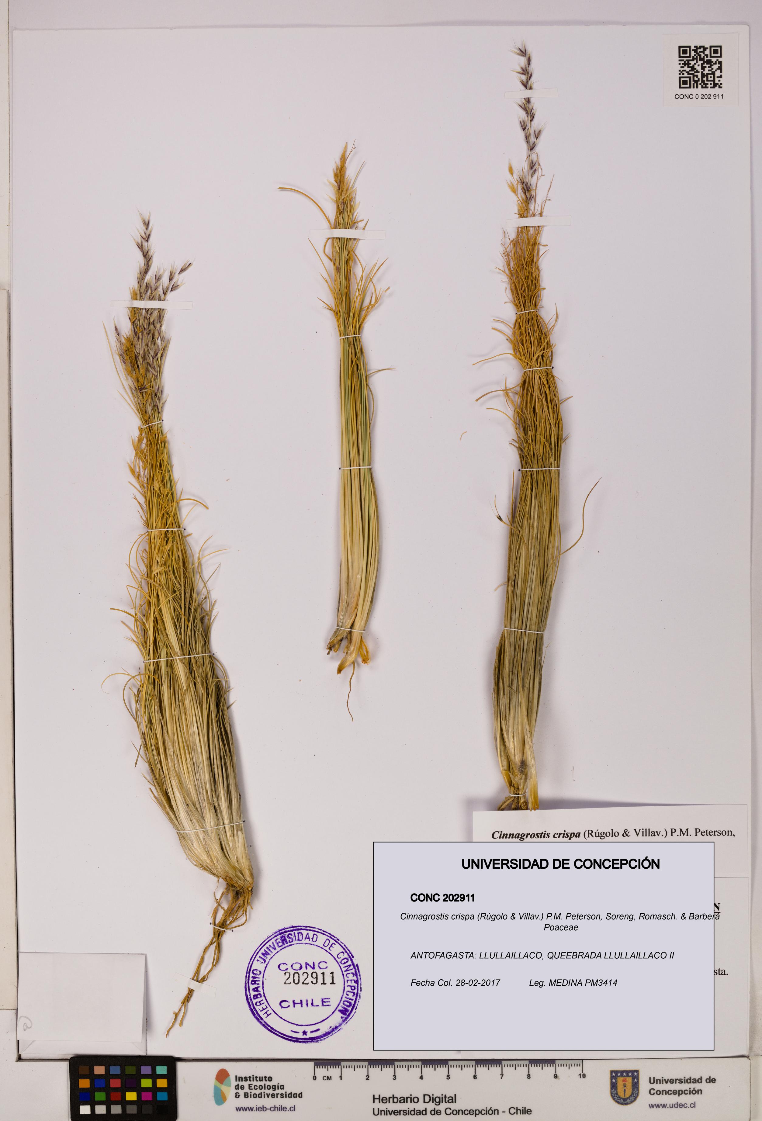 Cinnagrostis crispa [Espécimen: UDEC:CONC:0202911]