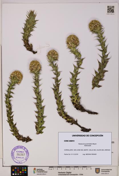 Nassauvia pyramidalis [Espécimen: UDEC:CONC:0202913]