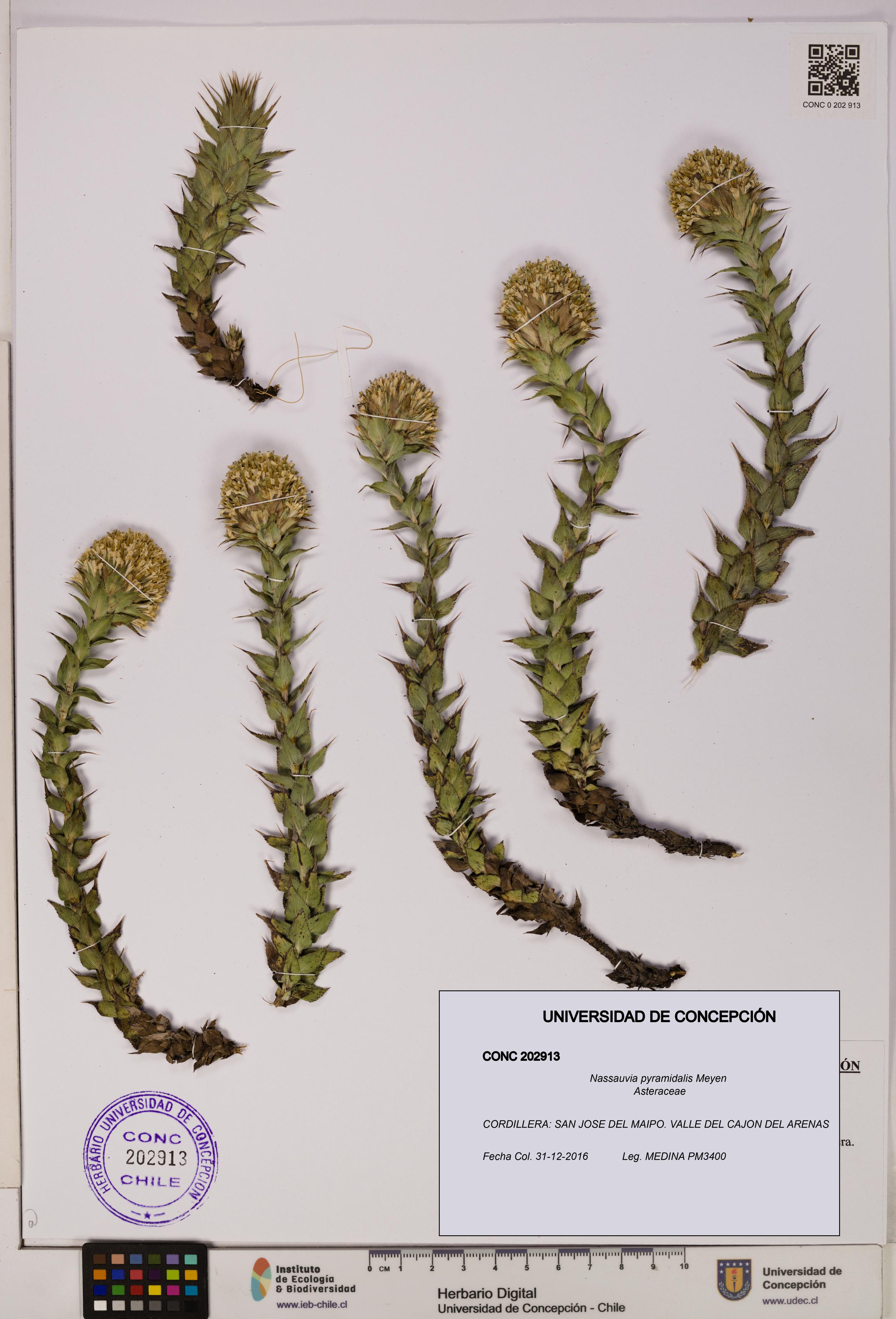 Nassauvia pyramidalis [Espécimen: UDEC:CONC:0202913]