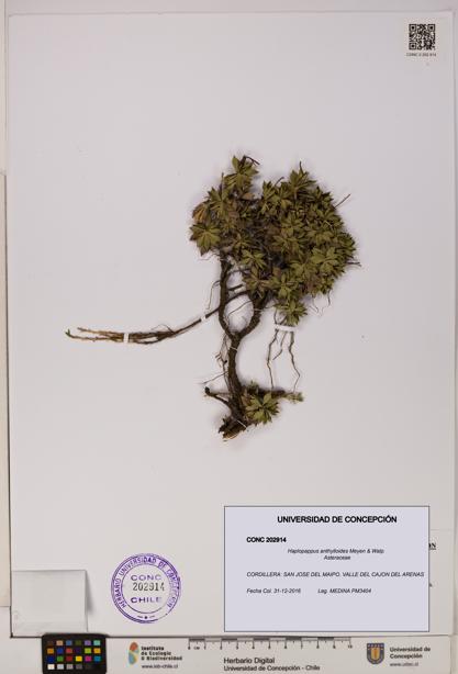 Haplopappus anthylloides [Espécimen: UDEC:CONC:0202914]