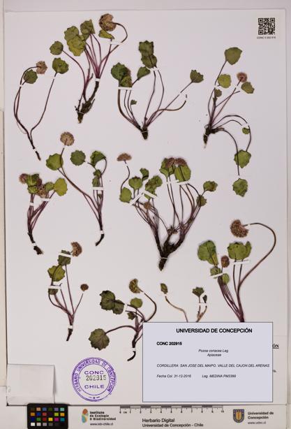 Pozoa coriacea [Espécimen: UDEC:CONC:0202915]